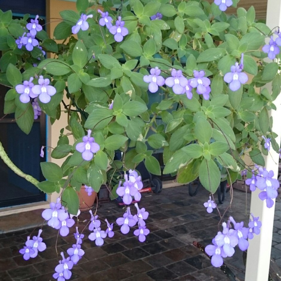 Streptocarpus caulescens