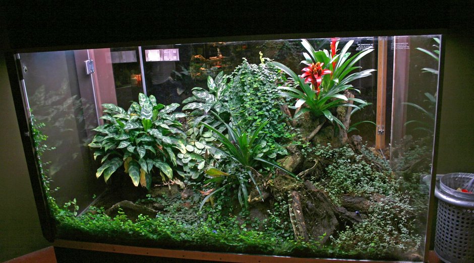 Комнатные растения в аквариуме