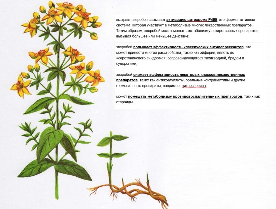 Зверобой горный(Hypericum montanum l.)