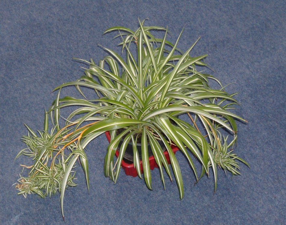 Хлорофитум variegatum