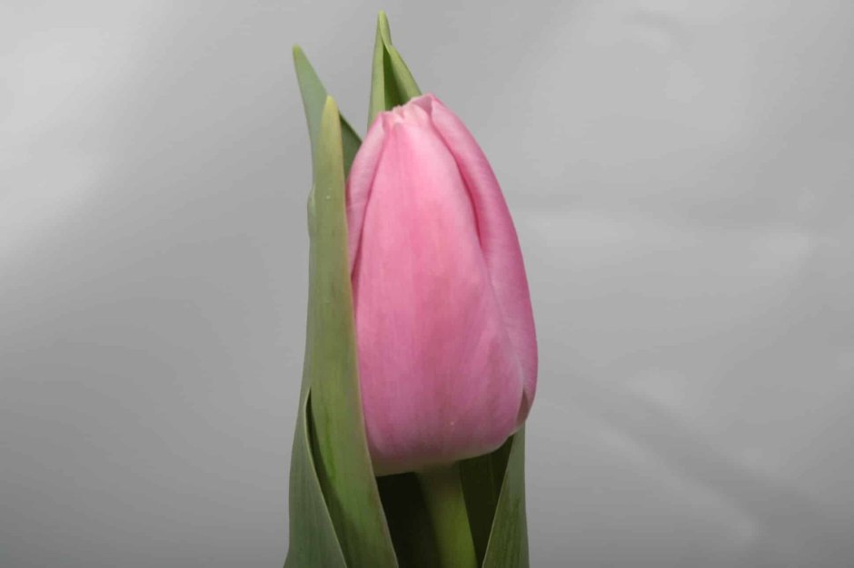 Тюльпан Anne Claire