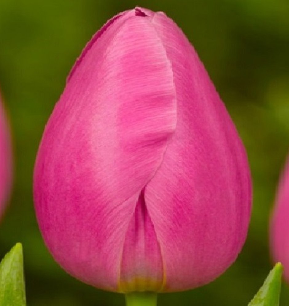 Pink Diamond тюльпан