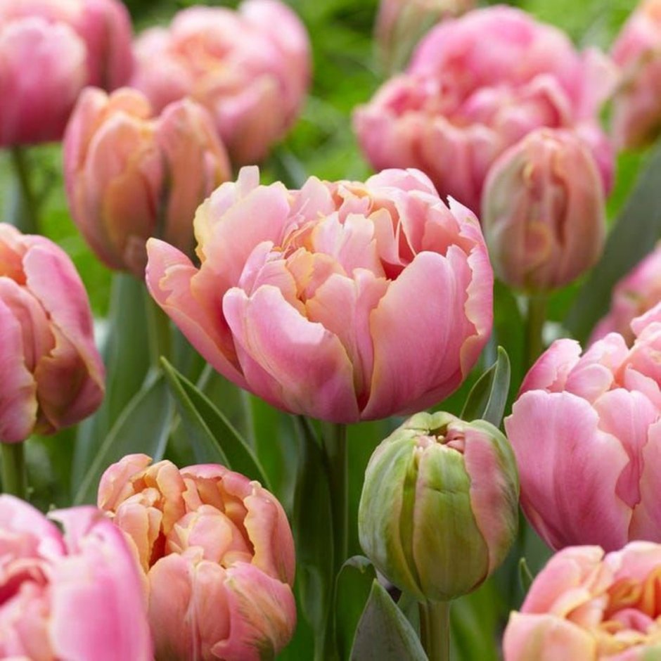 Тюльпаны Tulipa Double late