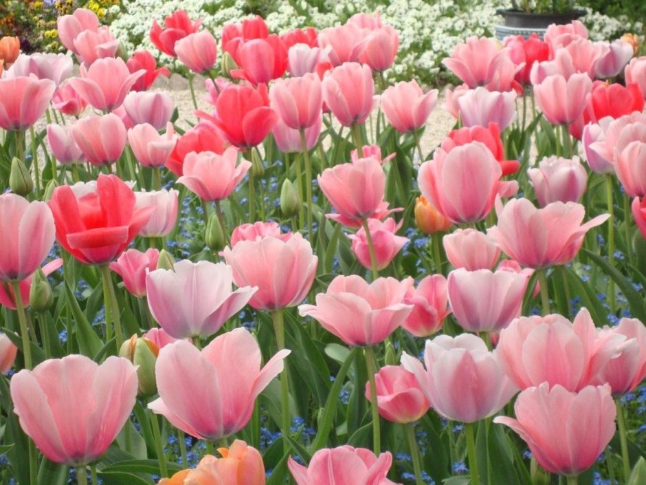 Язык цветов тюльпаны