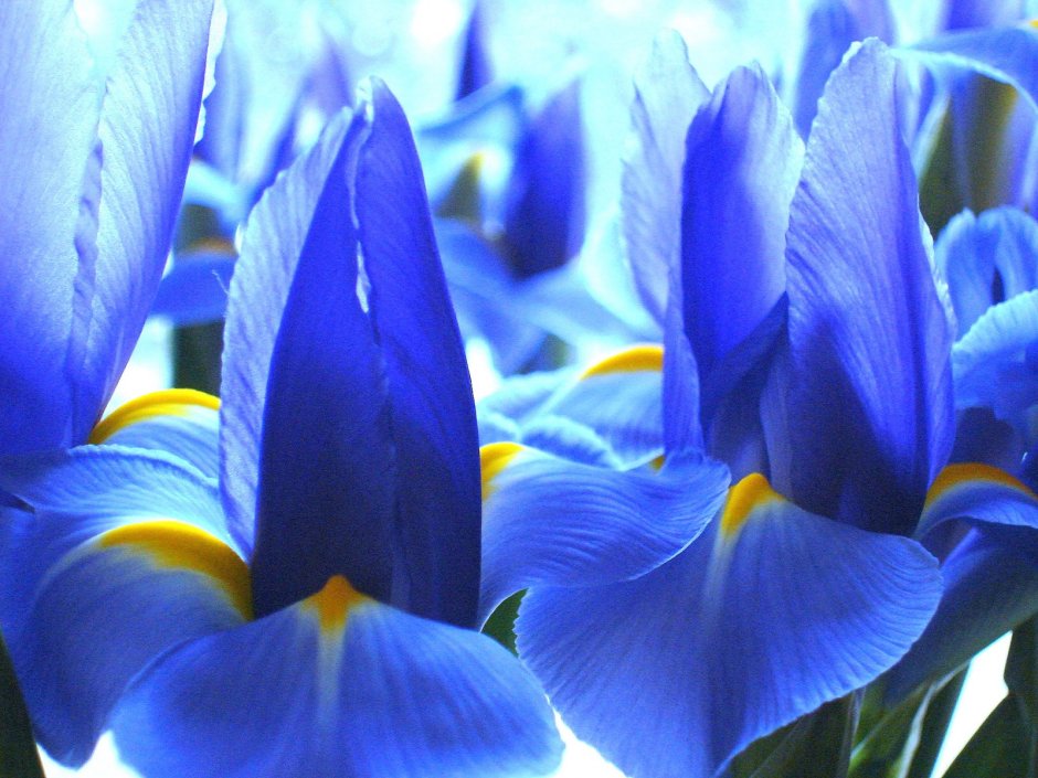 Синие американские цветы
