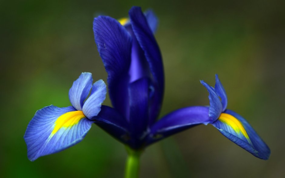 Синенькие ирисы цветы