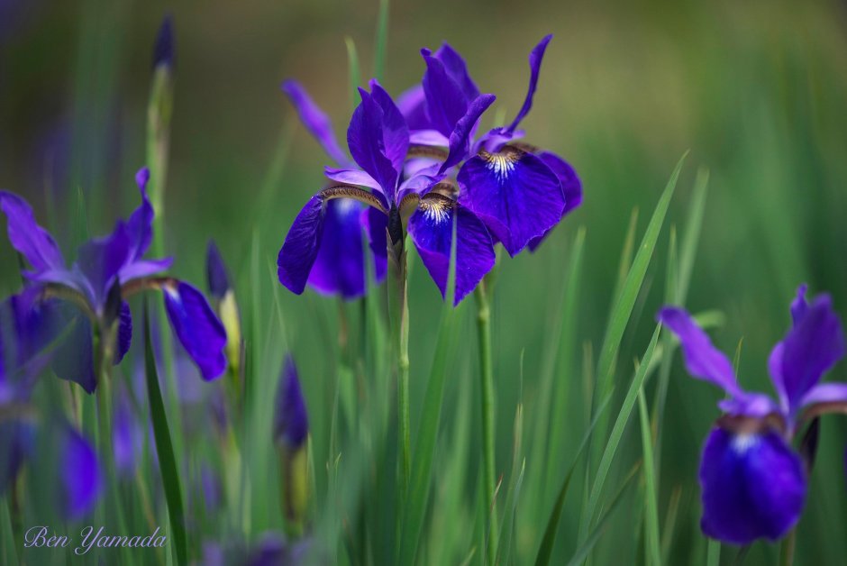 Синий Ирис цветок