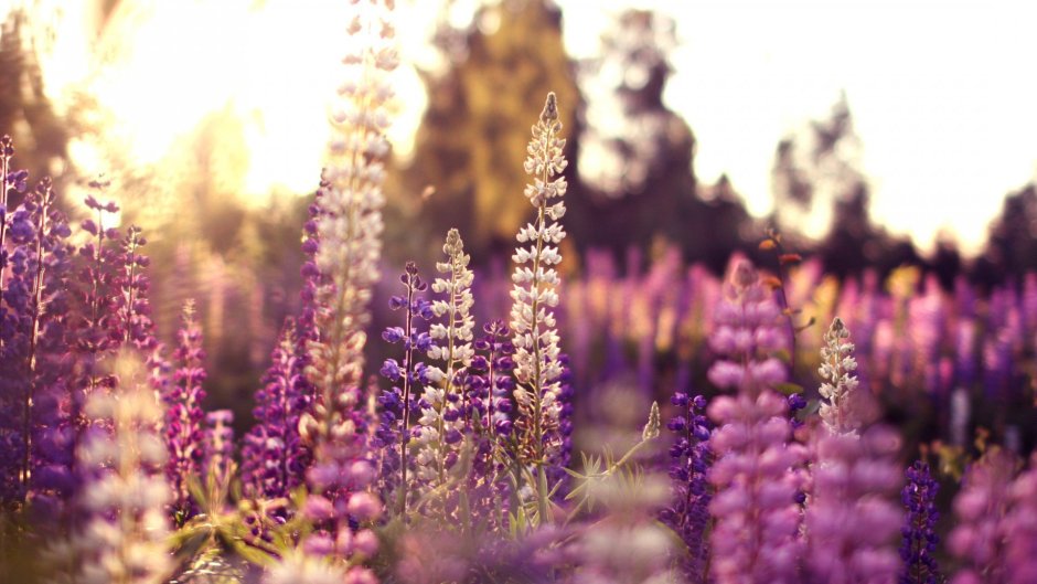 Фиолетовые цветы полевые Люпин