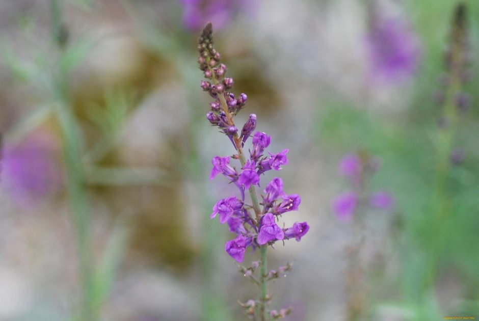 Луговой фиолетовый цветок крестоцветный