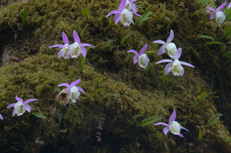 Наземные орхидеи в природе