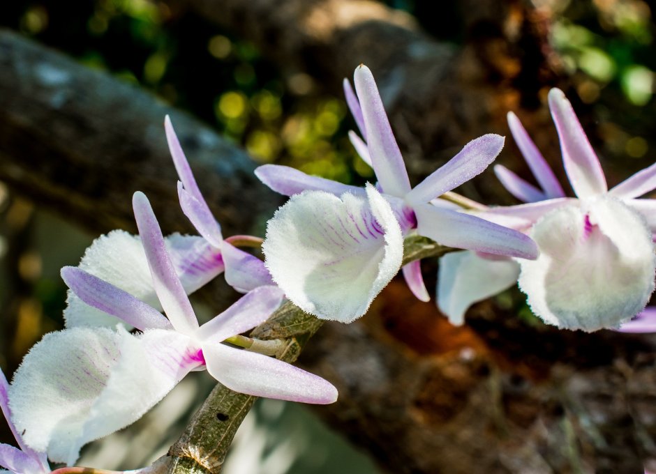 Фаленопсис White Wild Orchid