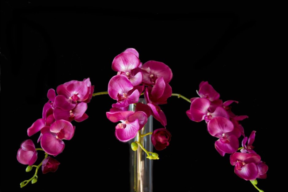 Дикая Орхидея краска
