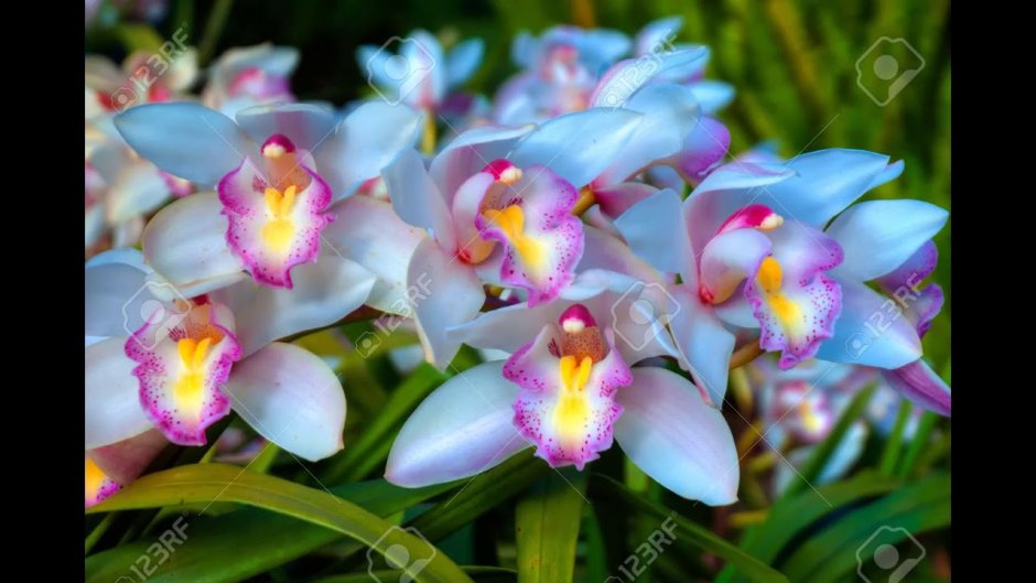 Дикие орхидеи Германии