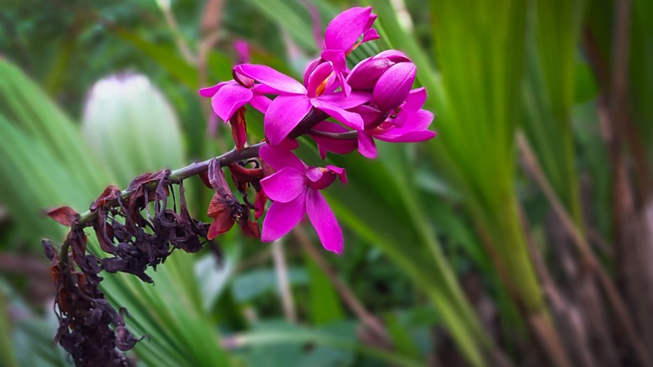 Наземные орхидеи
