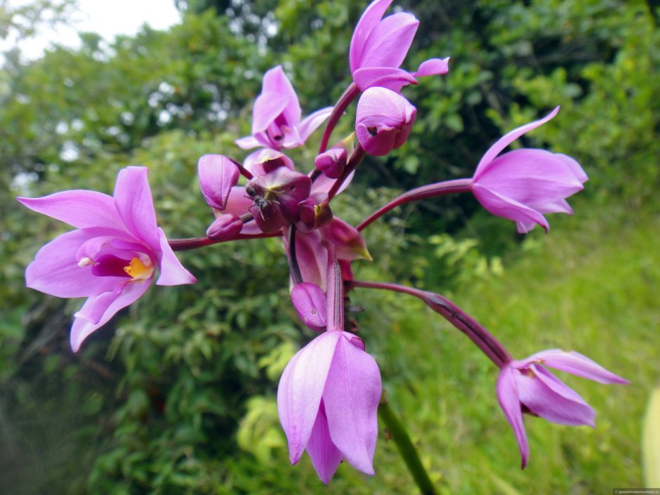 Китайская Дикая Орхидея