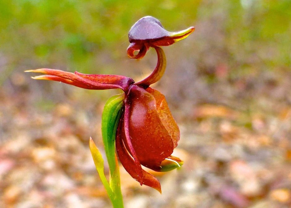 Орхидея Калания (Caleana Major)