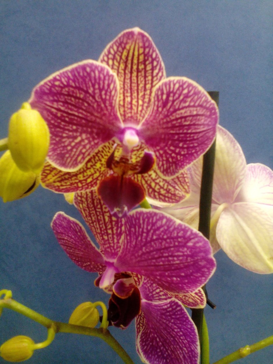 Phalaenopsis Taiwan Mix Special 1 Branche 9+