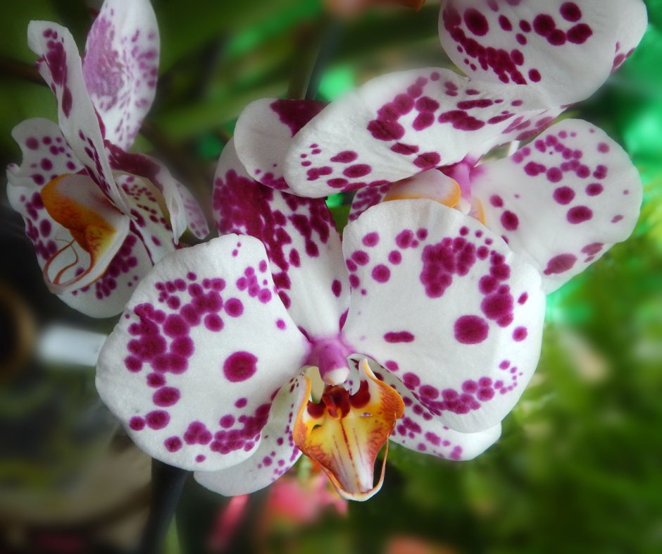 Орхидея Phalaenopsis Wild Cat
