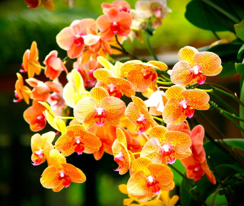 Дикая орхидея растение