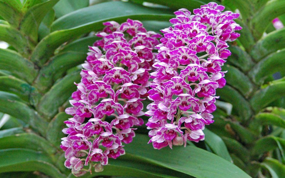 Цветы орхидеи в природе