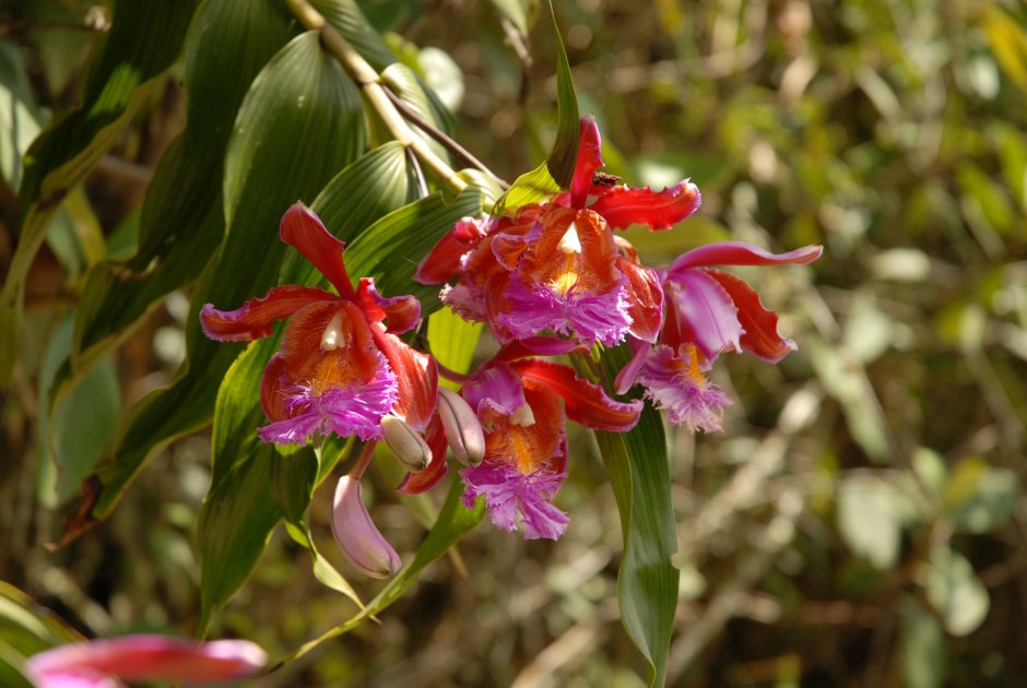 Дикая Орхидея Каттлея
