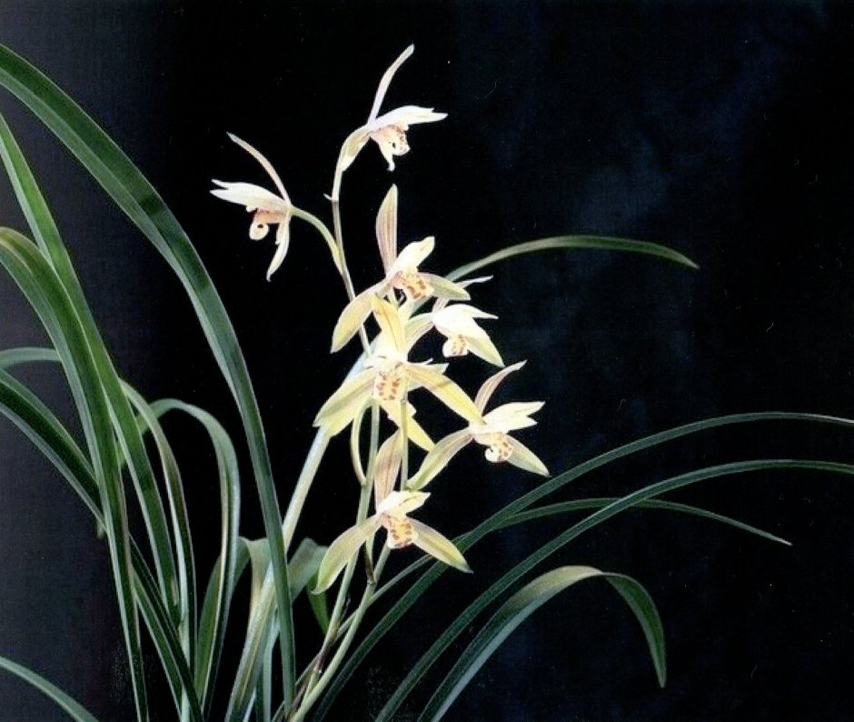Дикая Орхидея фото цветок Китай