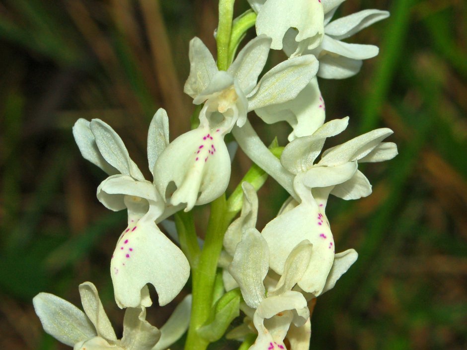 Mirabile Orchis