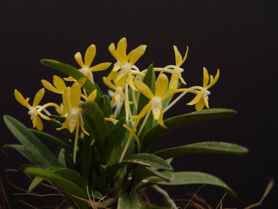 Kibana Орхидея