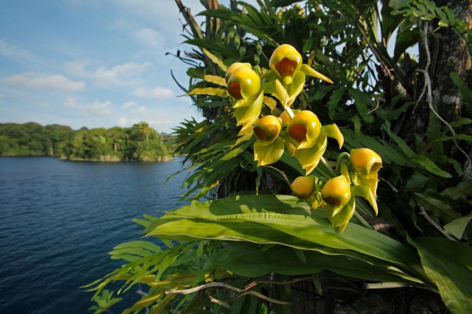 Орхидеи в дикой природе Южной Америки