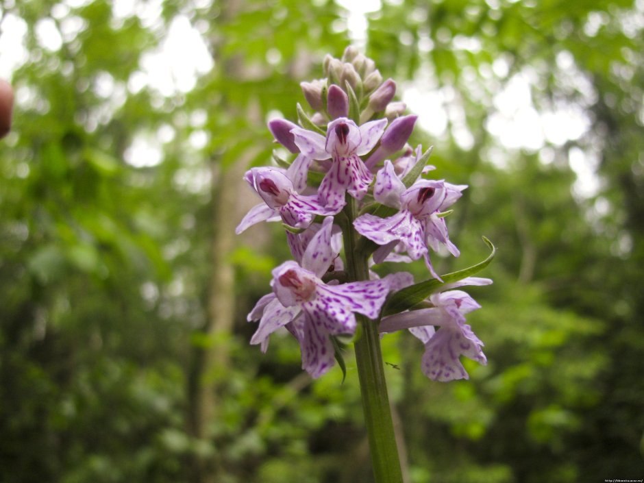 Дикая Орхидея ятрышник