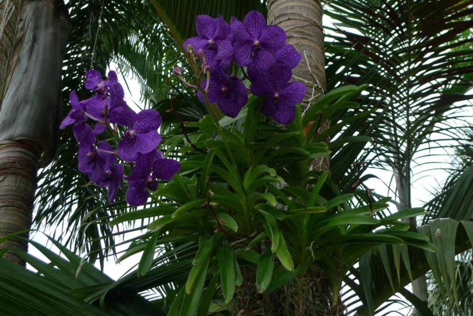 Королевская Орхидея Ванда