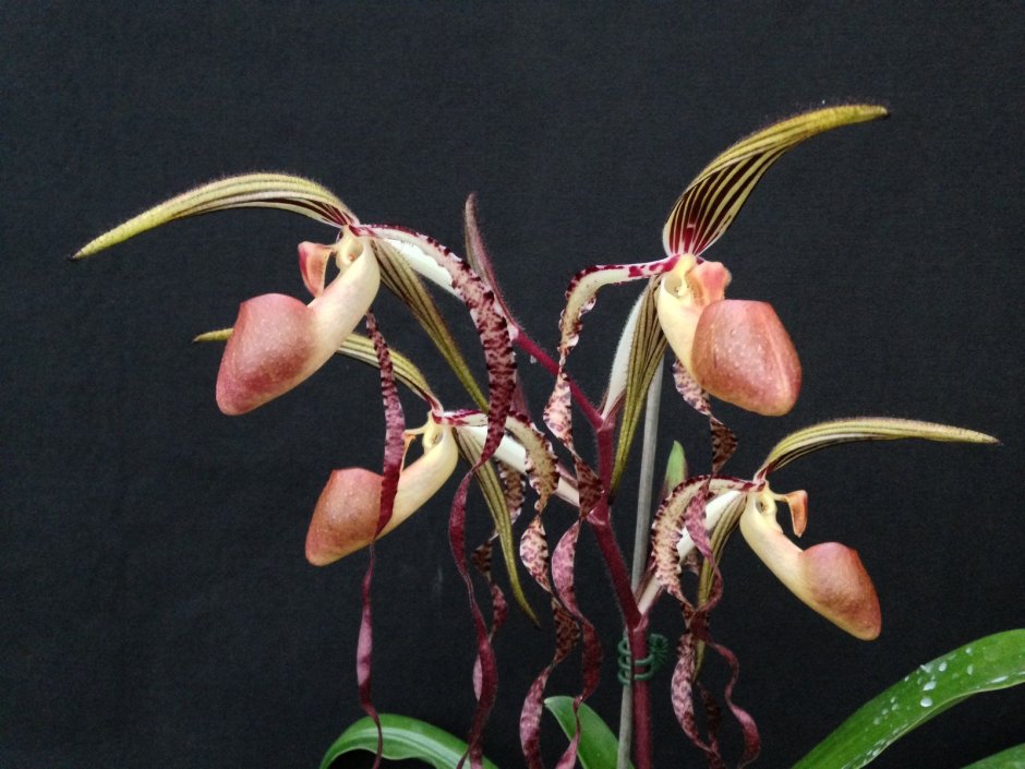 Растения Эпифиты орхидеи