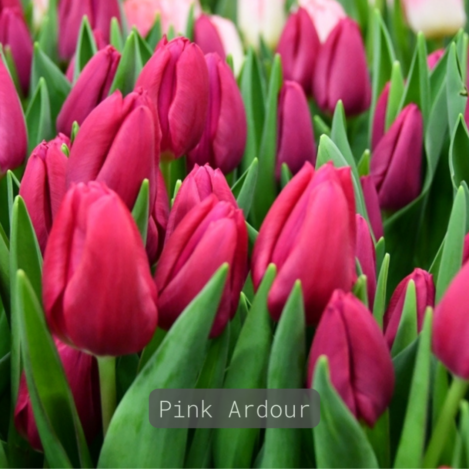 Pink Ardour тюльпан Ян де вит