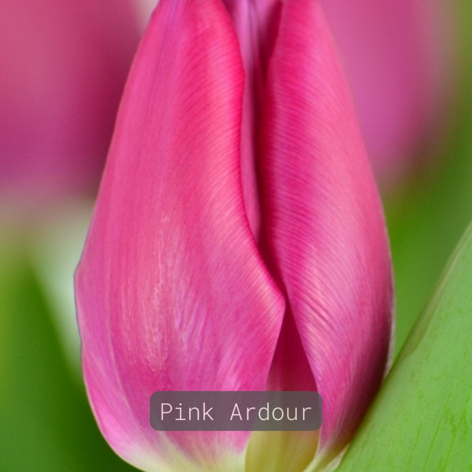 Тюльпан Pink Ardour