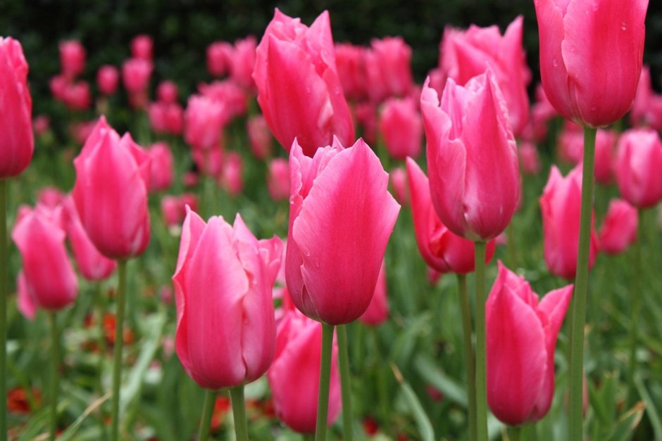 Тюльпан Pink Ardour