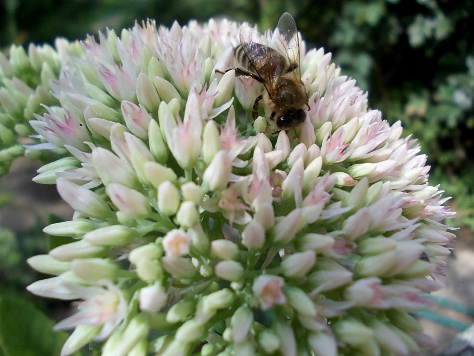 Цветы медоносы для пчел