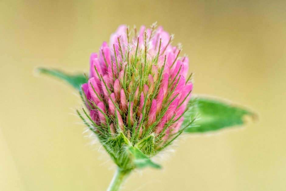 9. Клевер Луговой (Trifolium pratense)