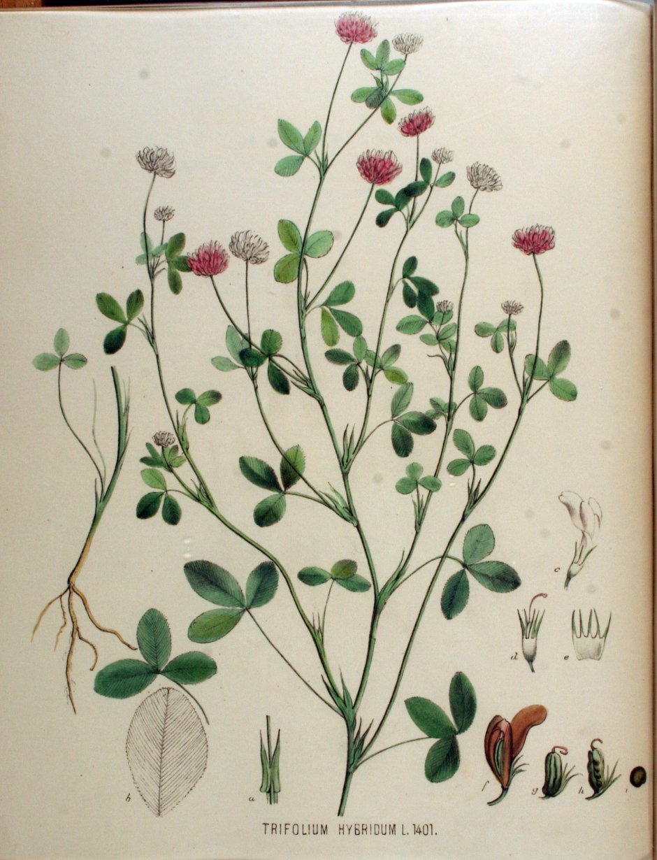 Trifolium hybridum