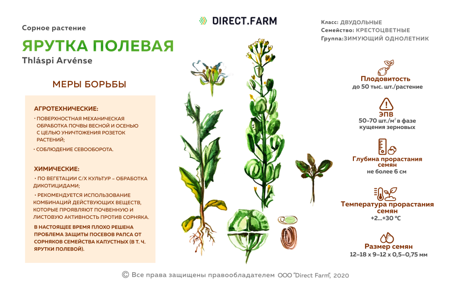 Семейство крестоцветные ярутка