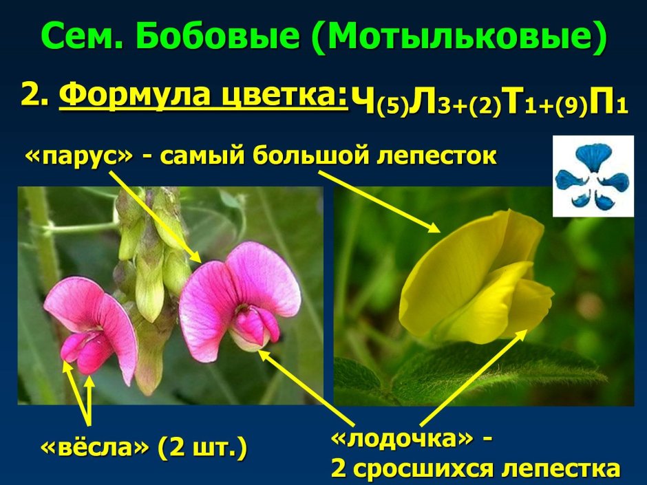 Формула цветка мотыльковых