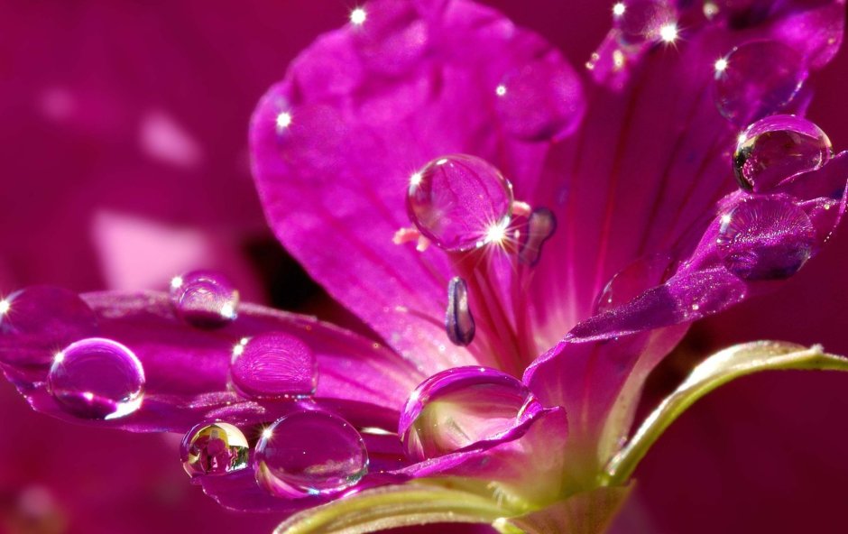 Цветы с капельками воды