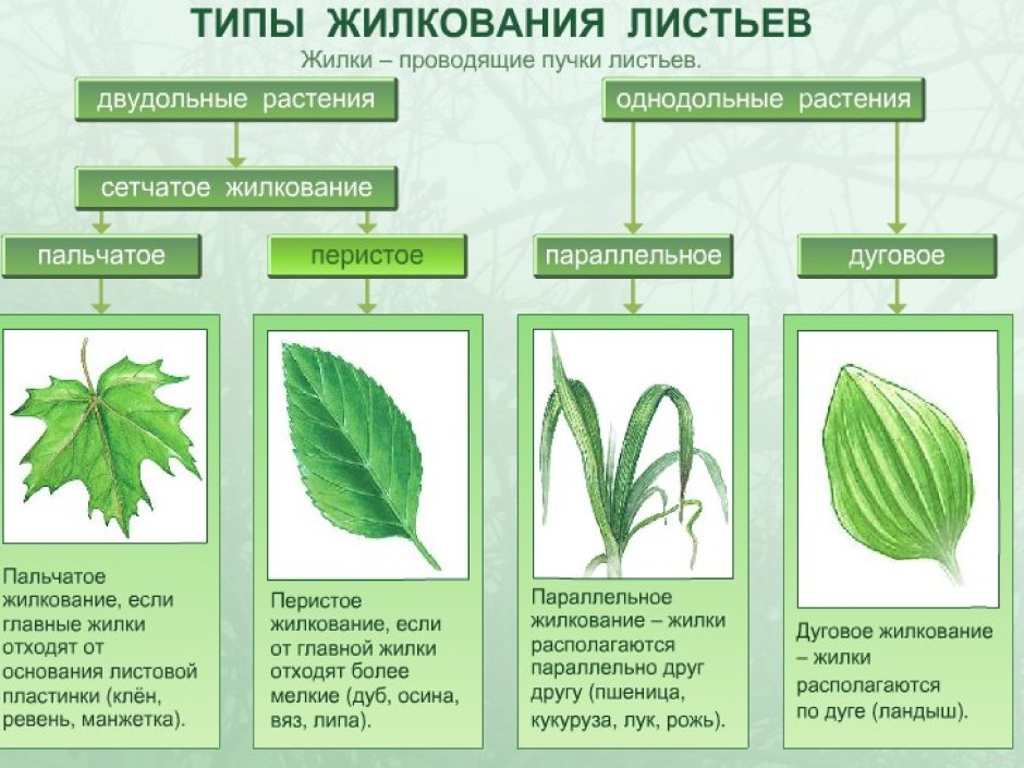 Типы жилкования листьев