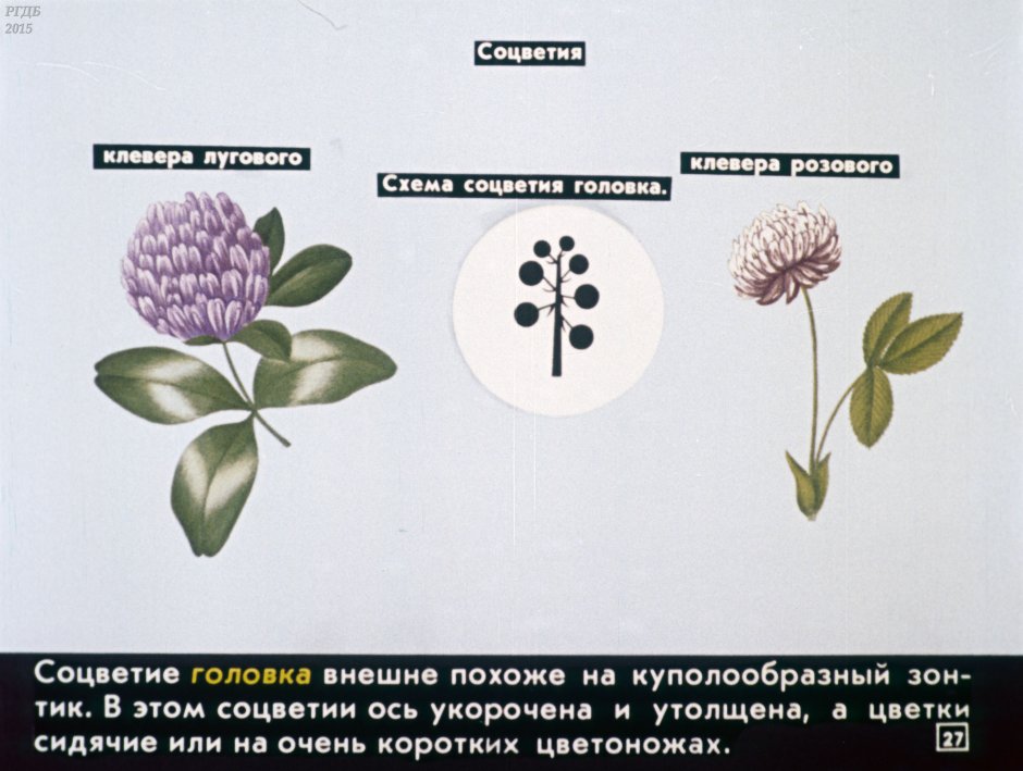 Тип соцветия клевера Лугового