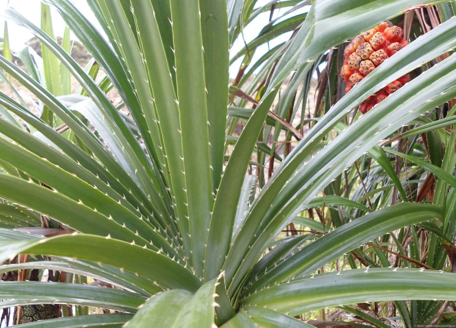 Pandanus odoratissimus