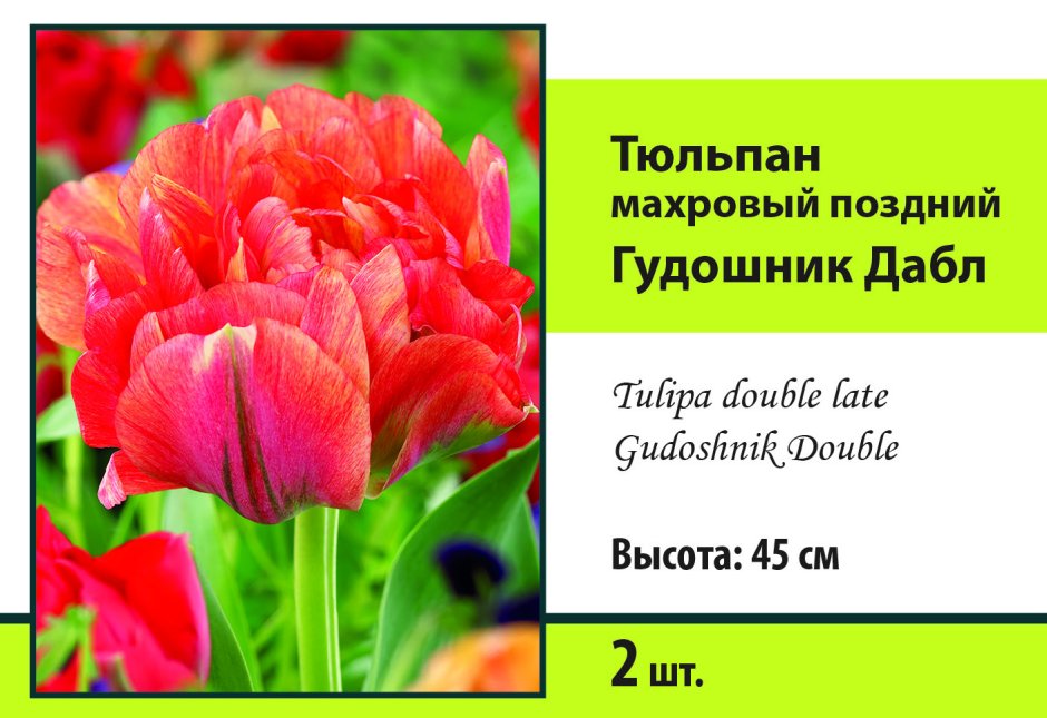 Тюльпан Gudoshnik Double