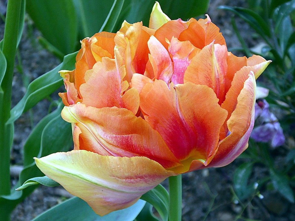 Tulipa Double Orange
