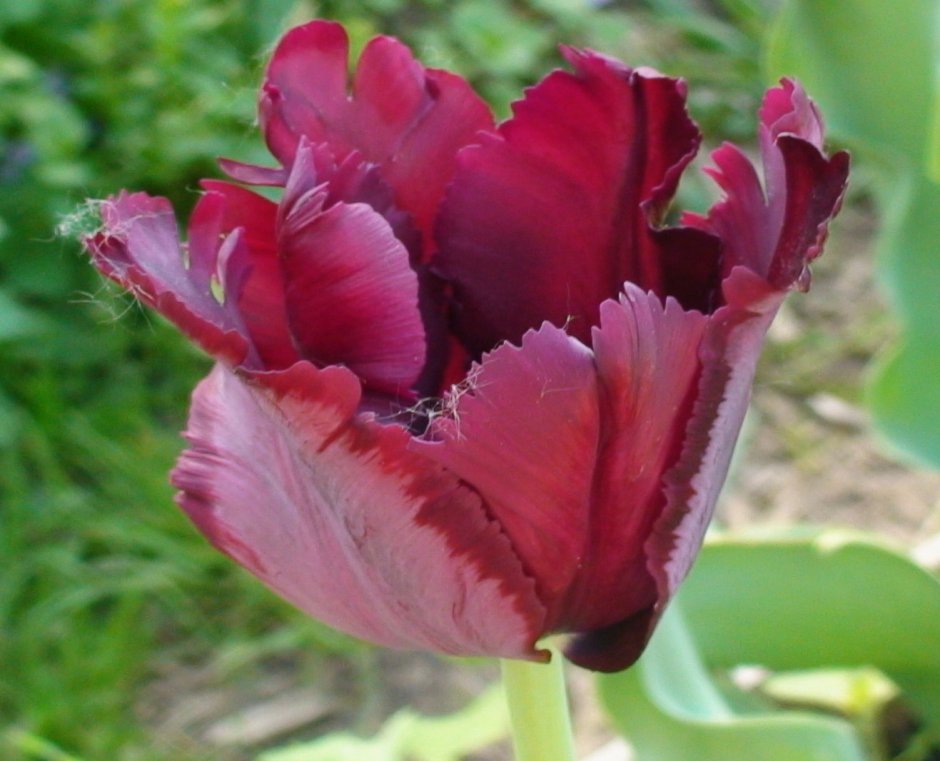 Тюльпан Monsella