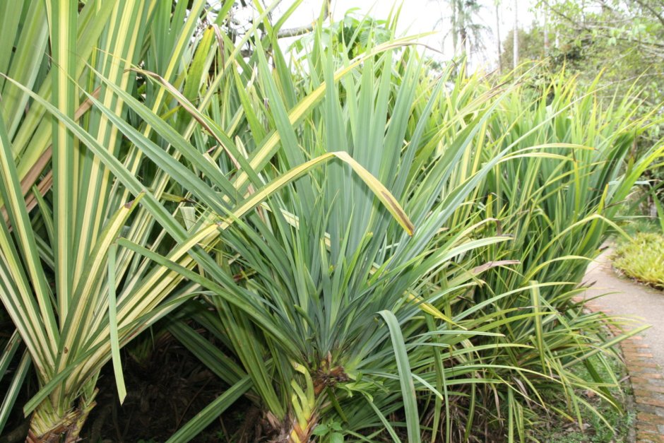 Pandanus baptistii