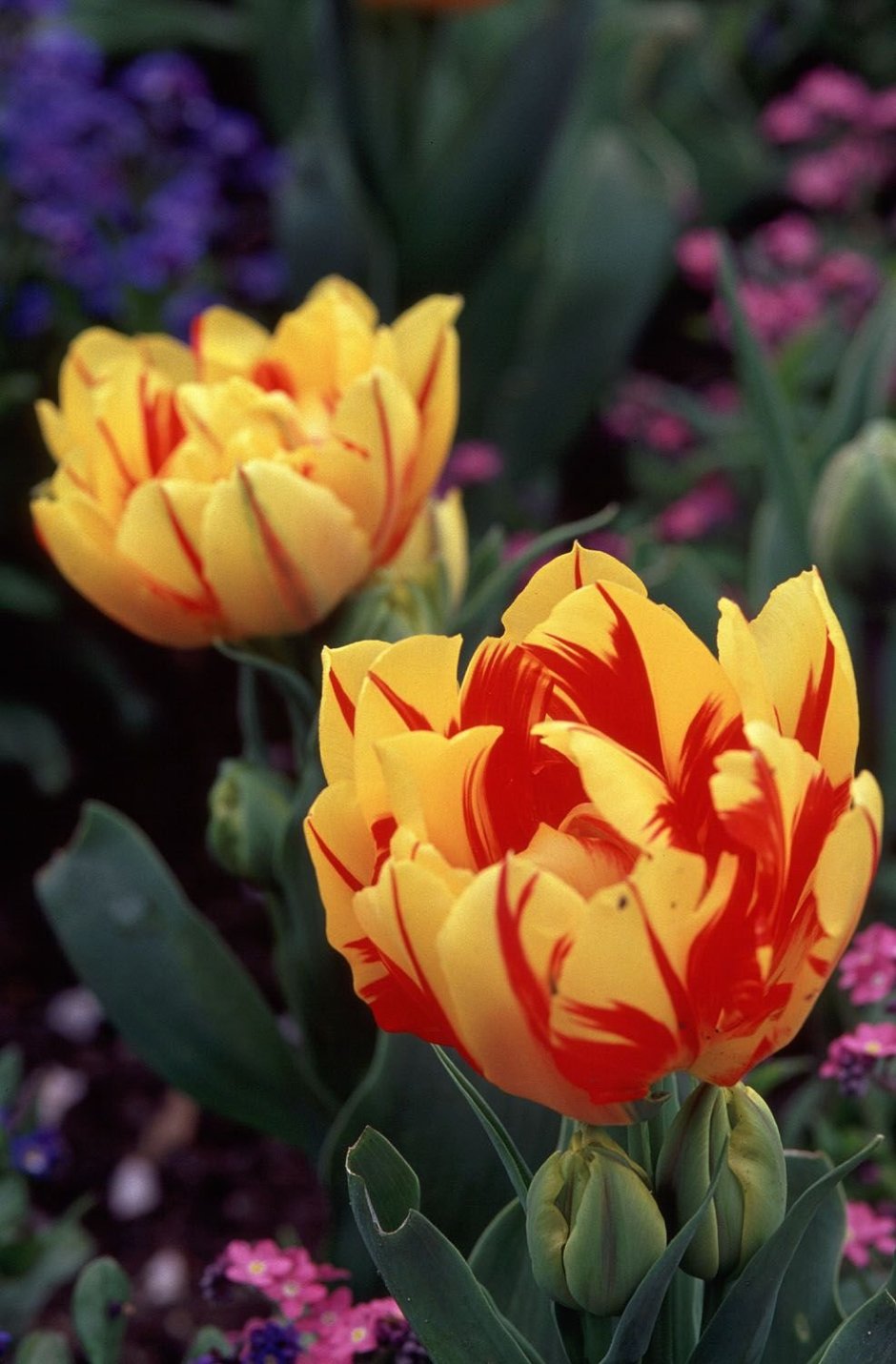 Tulipa (тюльпан) Double Mixed 10/11 *1