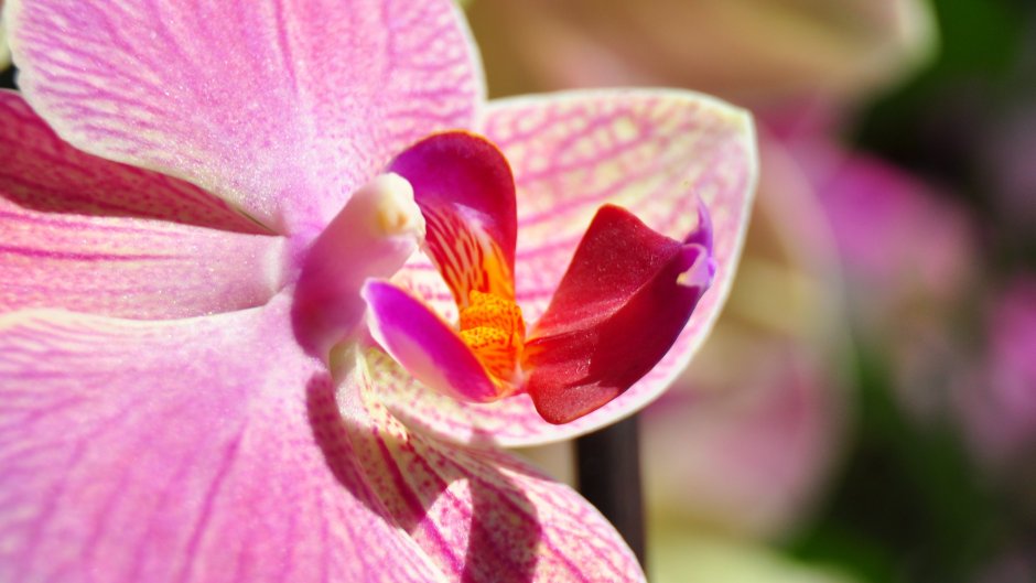Орхидея крупным планом